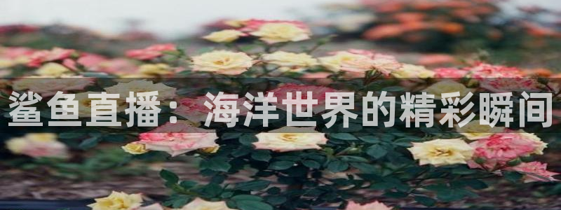 火凤体育直播：鲨鱼直播：海洋世界的精彩瞬间